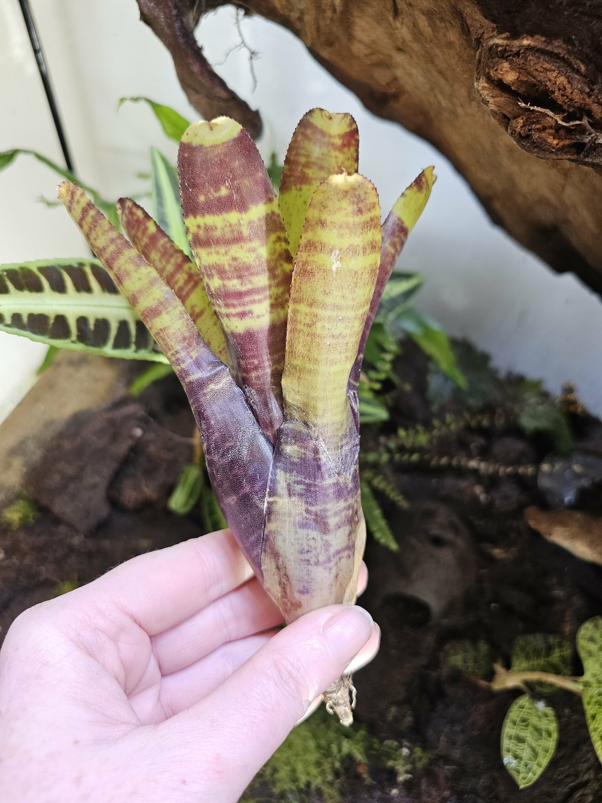 Neoregelia Screaming story – Image 2