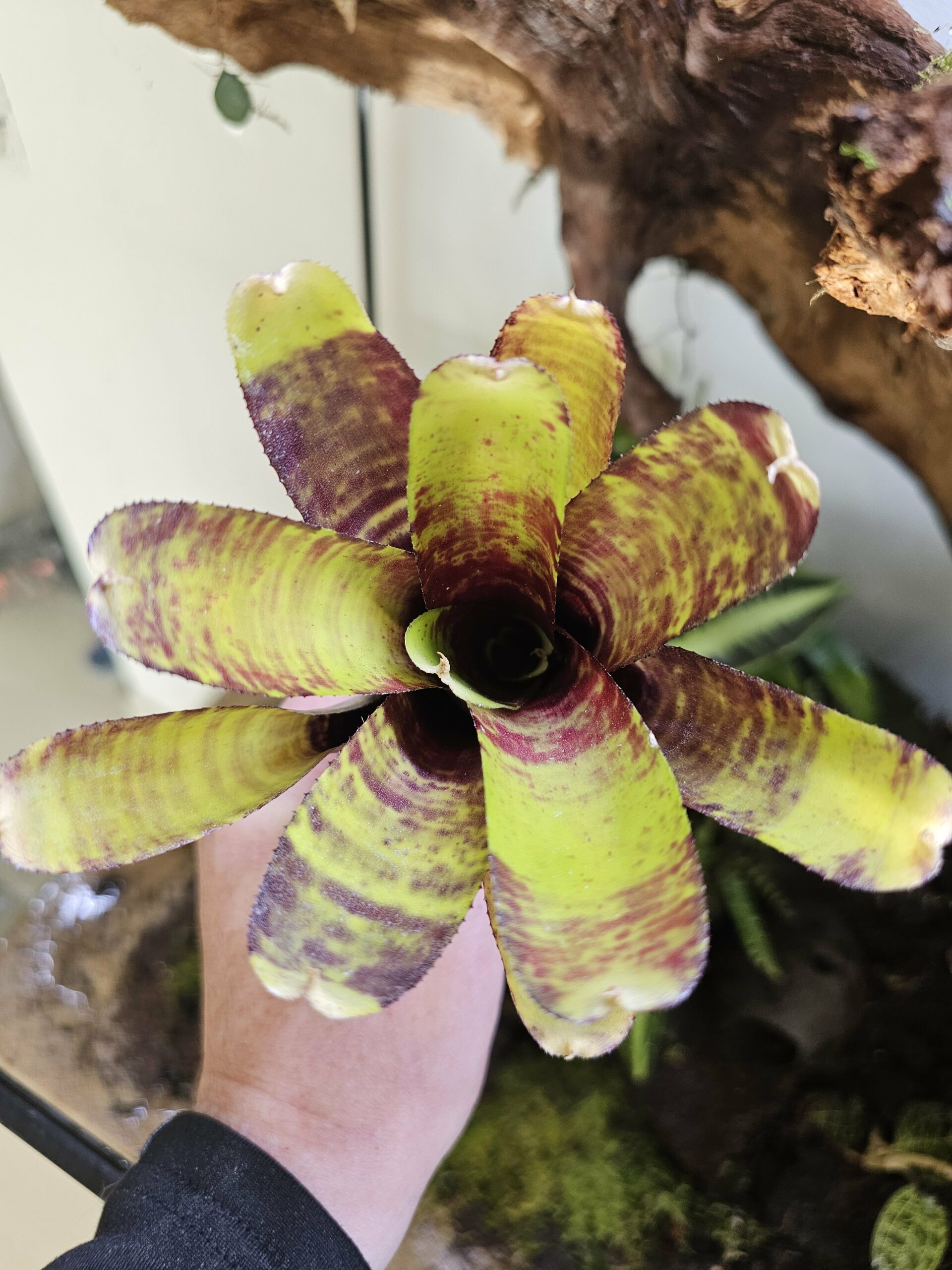 Neoregelia Screaming story – Image 3