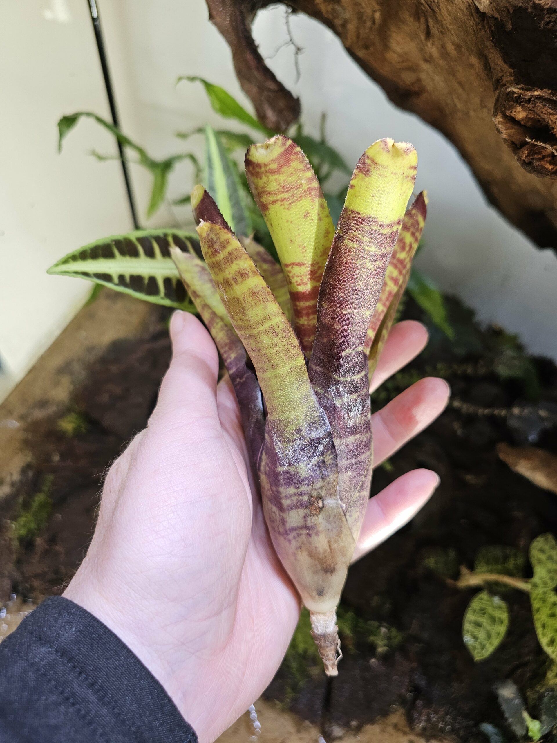 Neoregelia Screaming story – Image 4