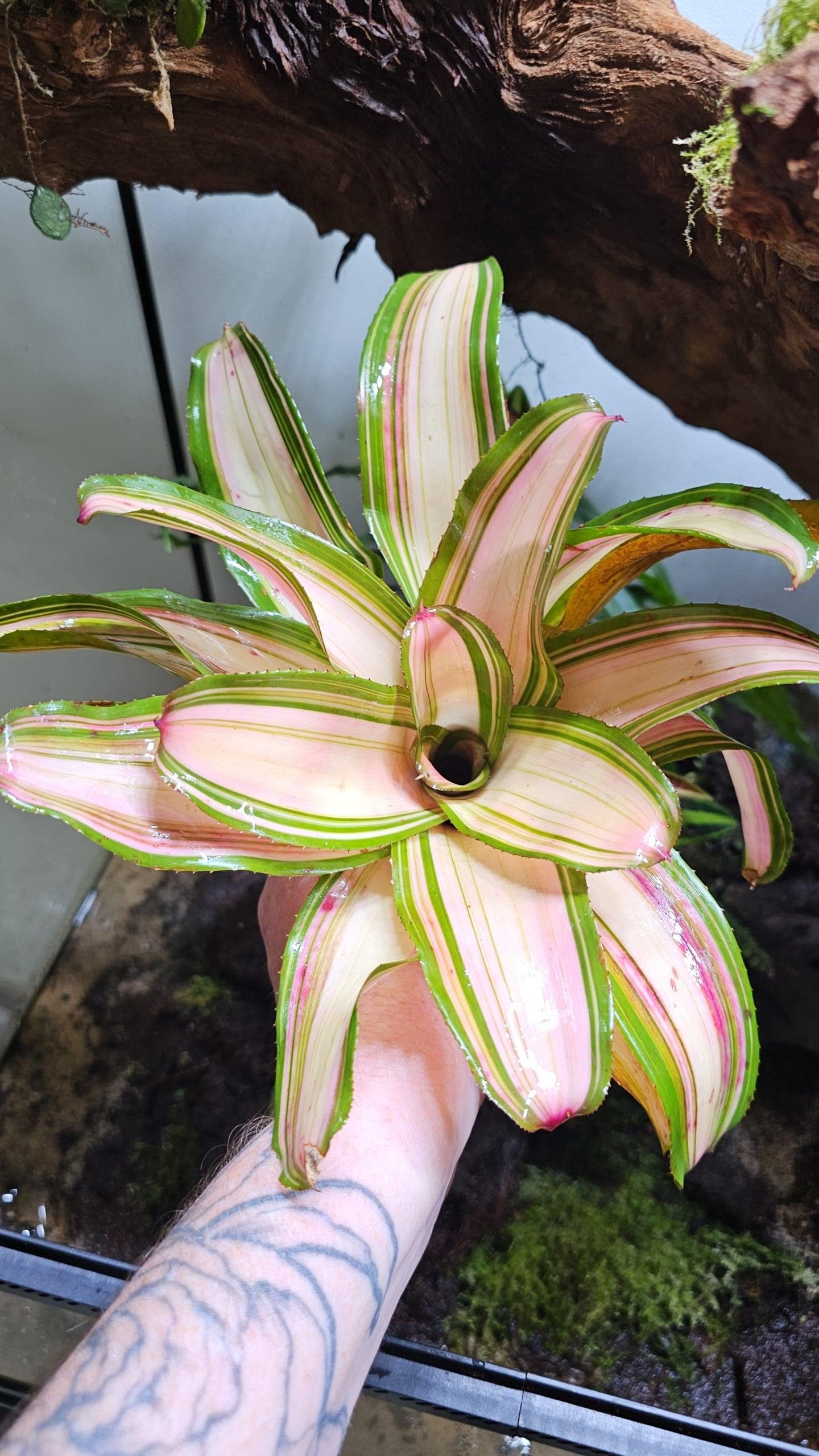 Neoregelia Samsara – Image 5
