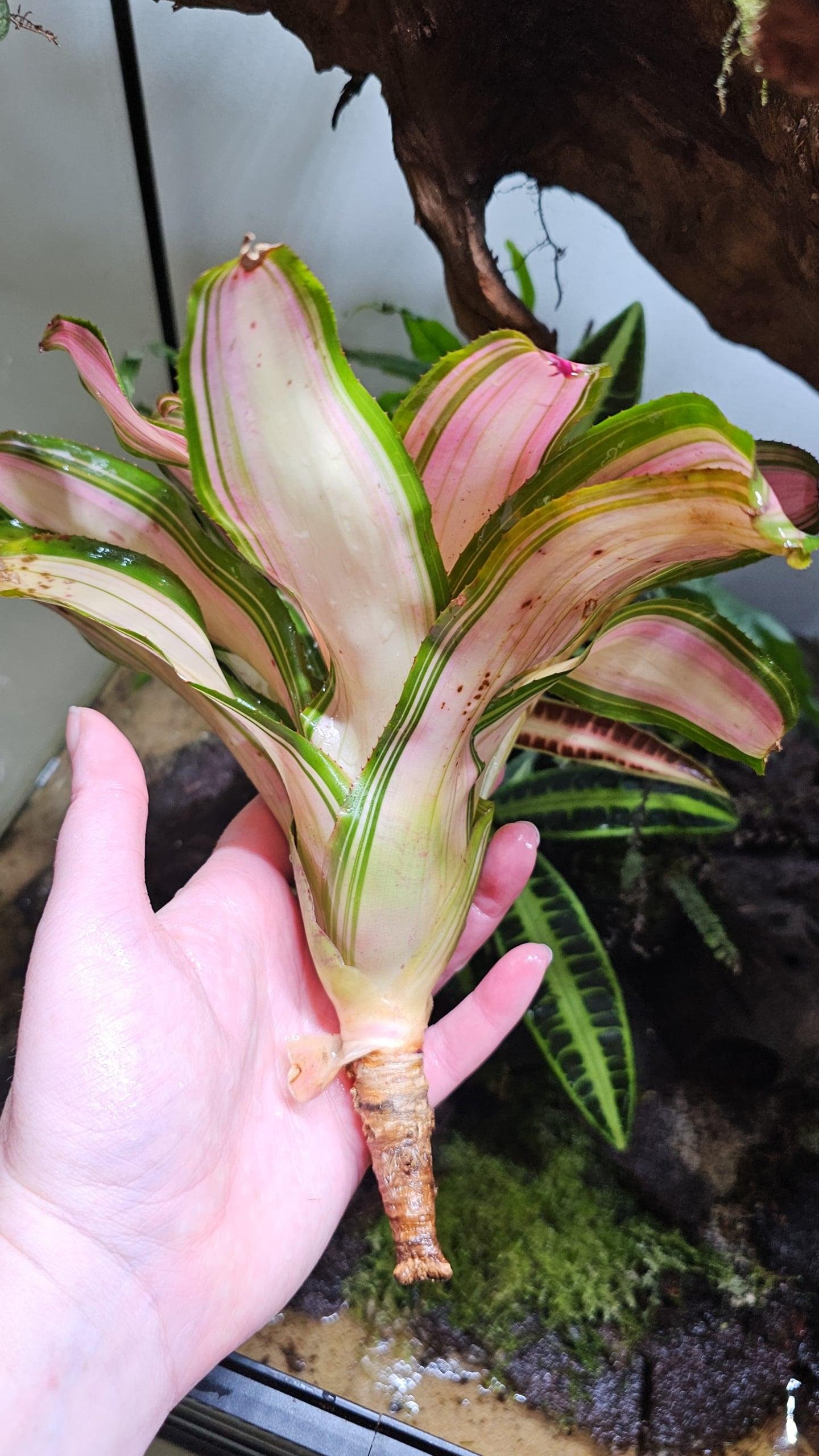Neoregelia Samsara – Image 4