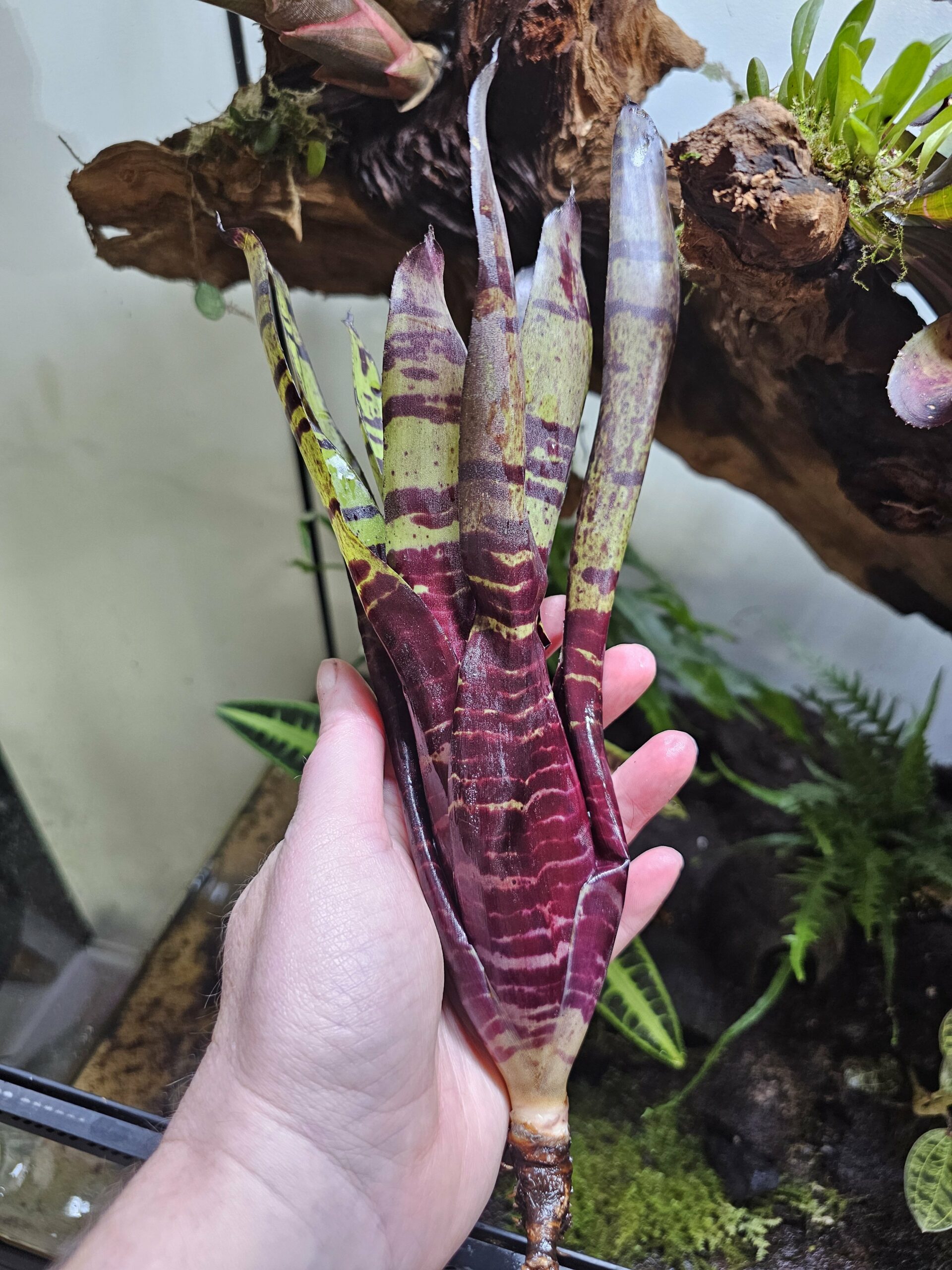 Neoregelia Blueberry tiger – Image 3