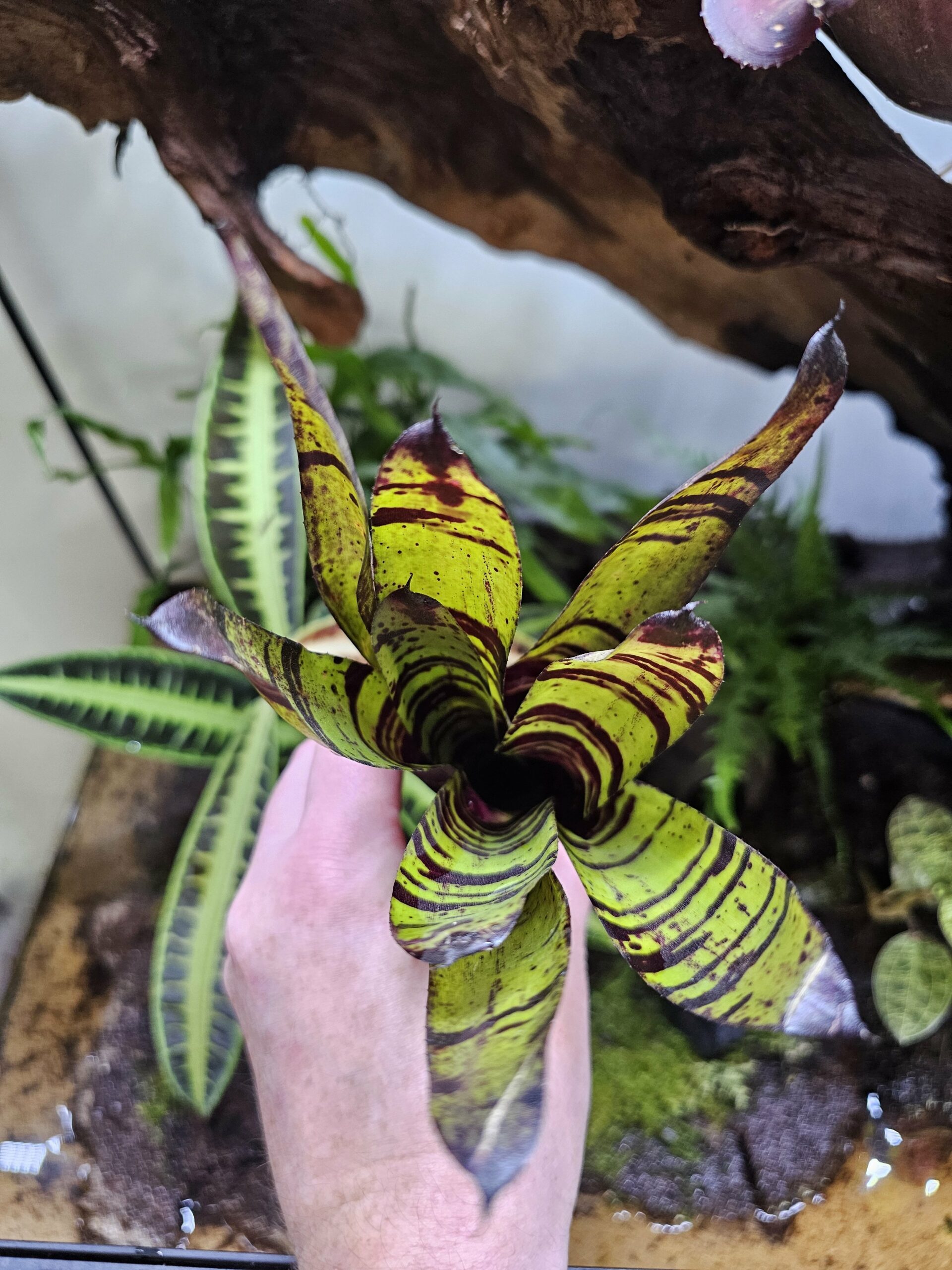 Neoregelia Blueberry tiger – Image 2