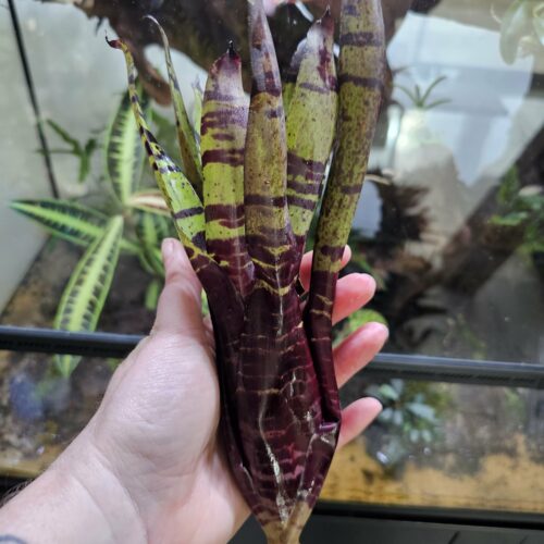 Neoregelia Blueberry tiger