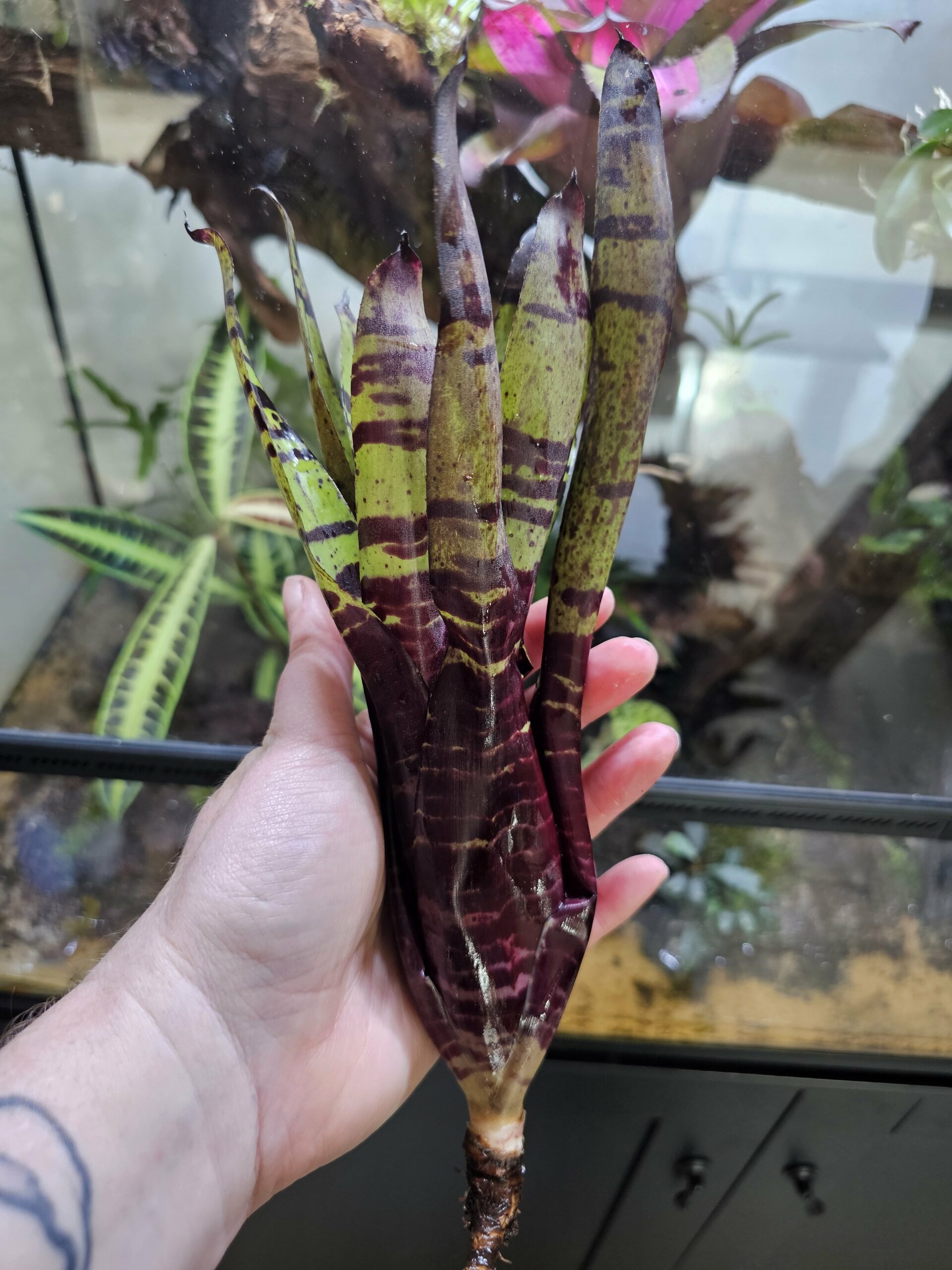 Neoregelia Blueberry tiger