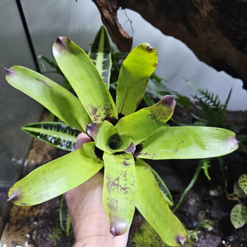 Vriesea Erythrodactylon