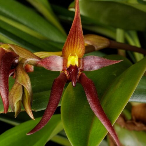 Orchidée miniature - Bulbophyllum nymphopolitanum