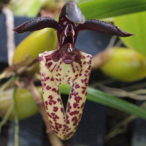 Orchidée miniature - Bulbophyllum lasiochilum