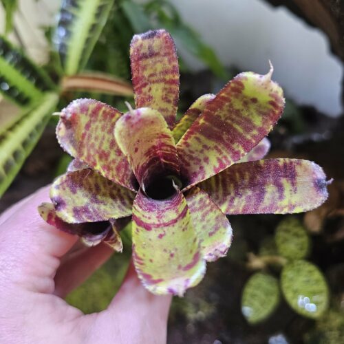 Neoregelia Tiny up