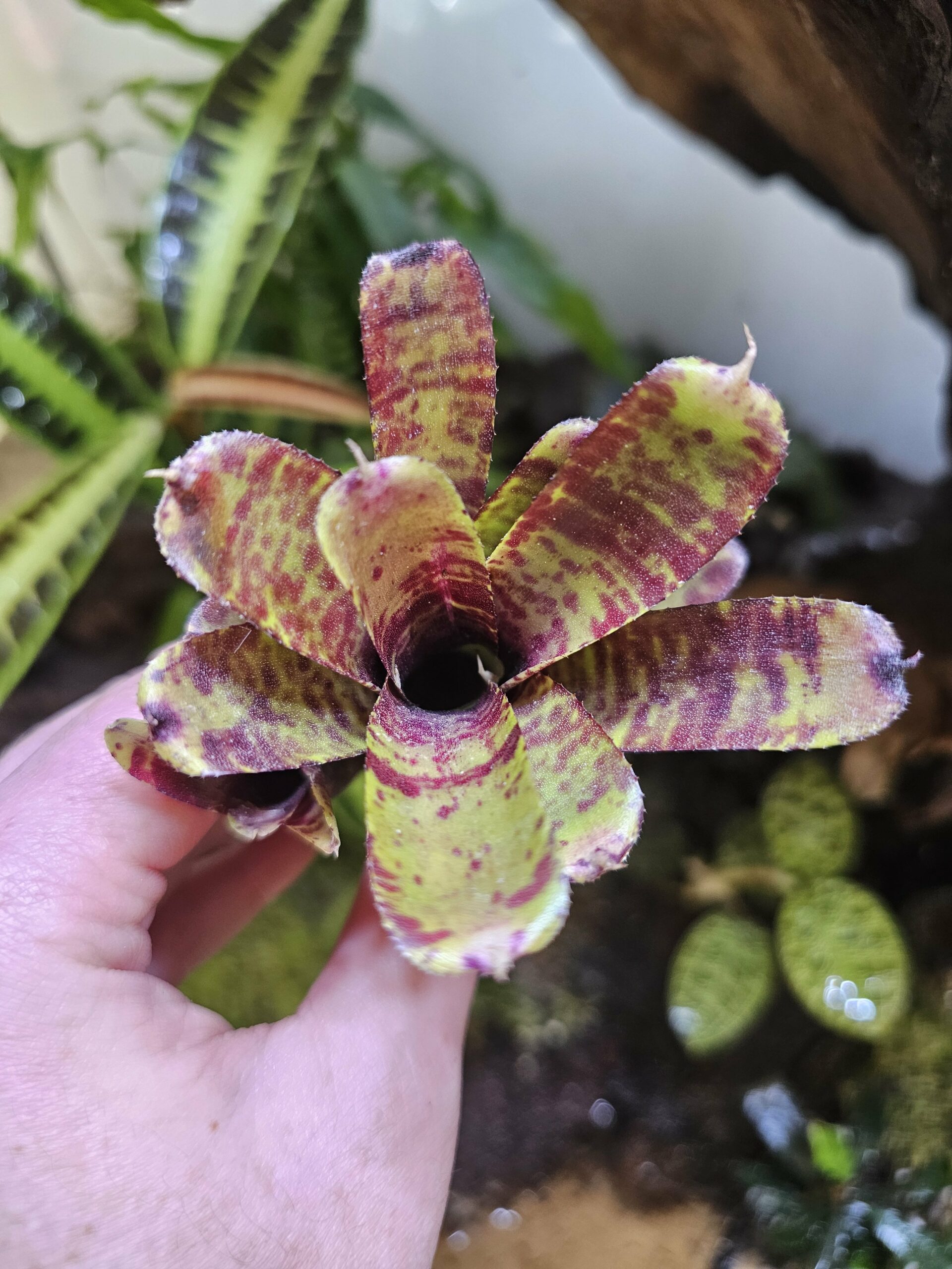 Neoregelia Tiny up