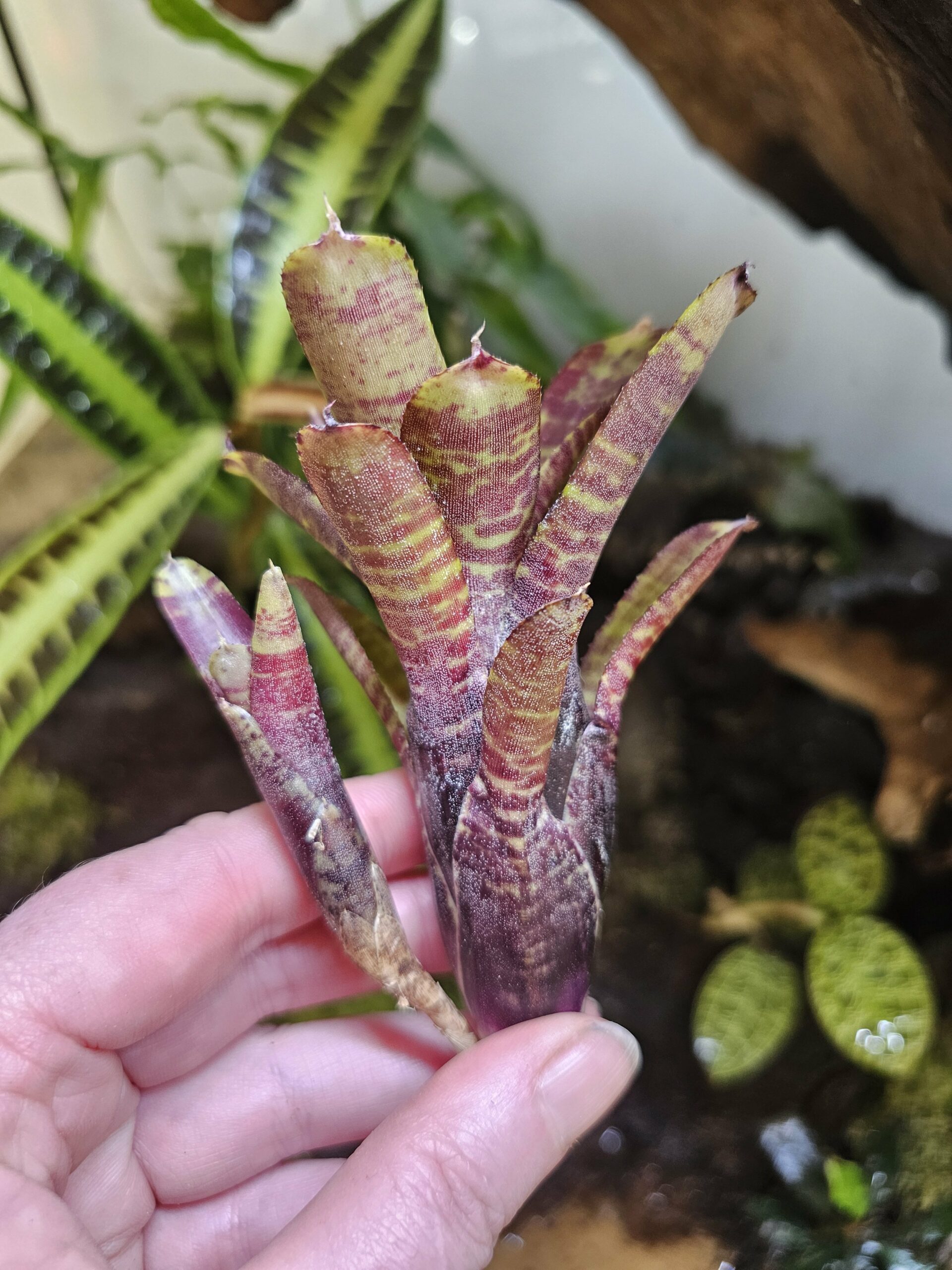 Neoregelia Tiny up – Image 3