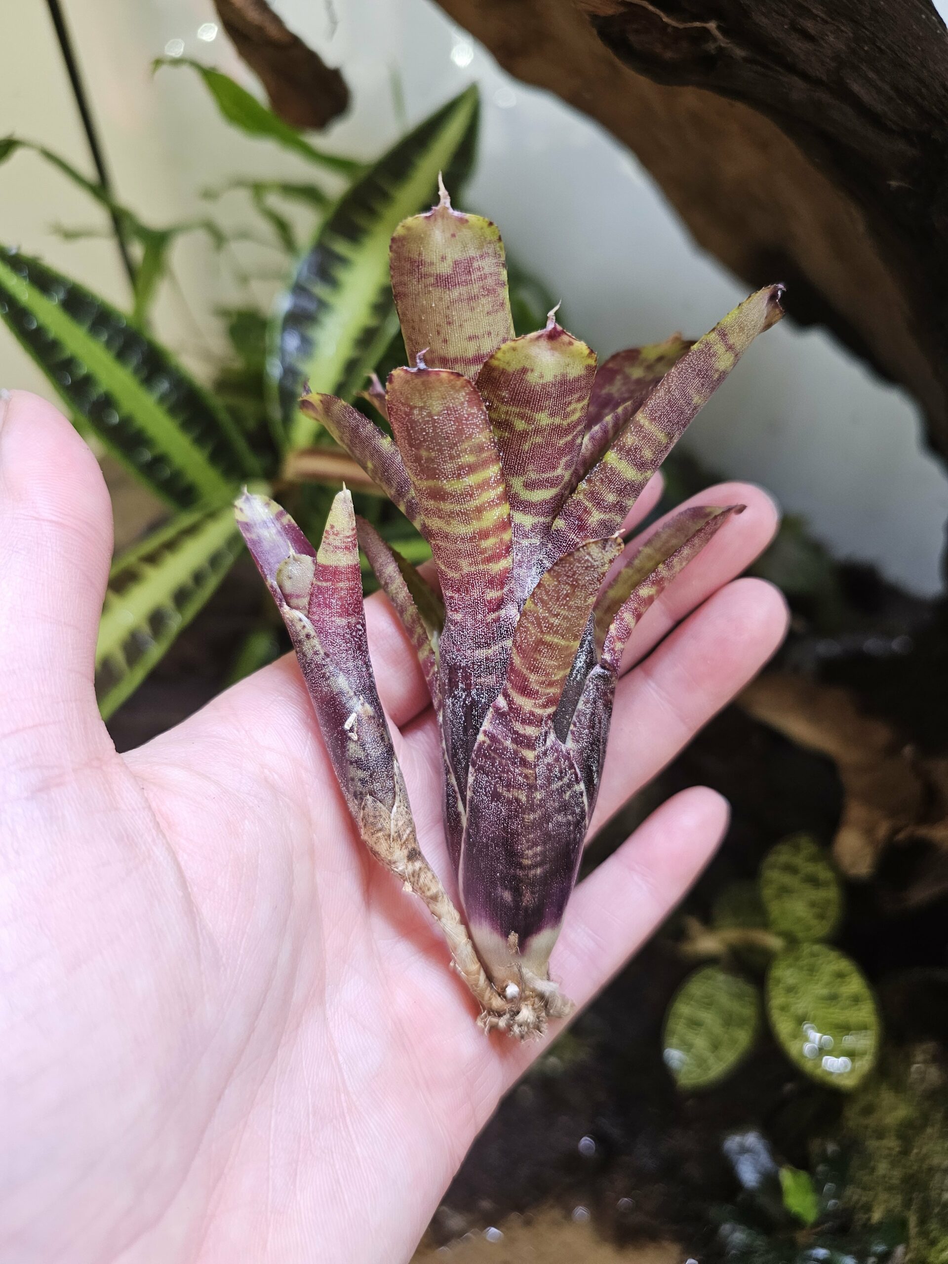 Neoregelia Tiny up – Image 2