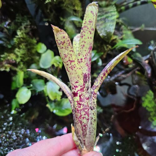 Neoregelia Birdy small