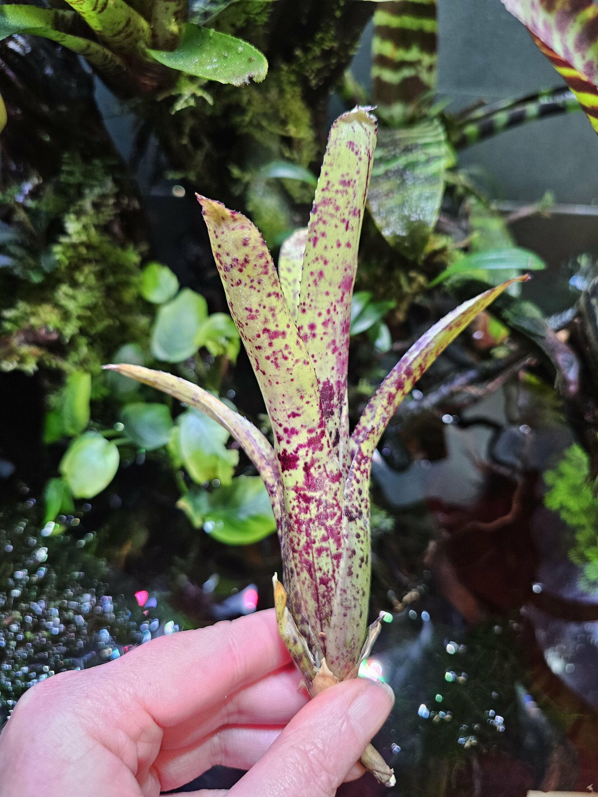 Neoregelia Birdy small