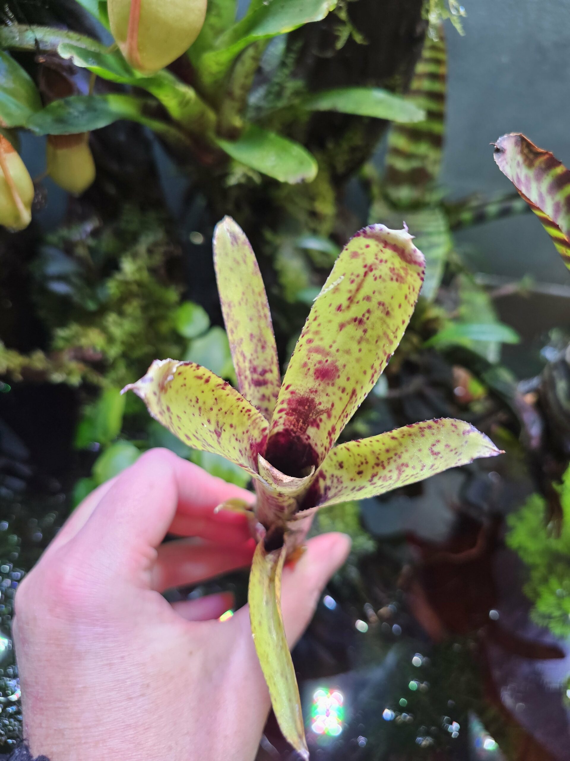 Neoregelia Birdy small – Image 2