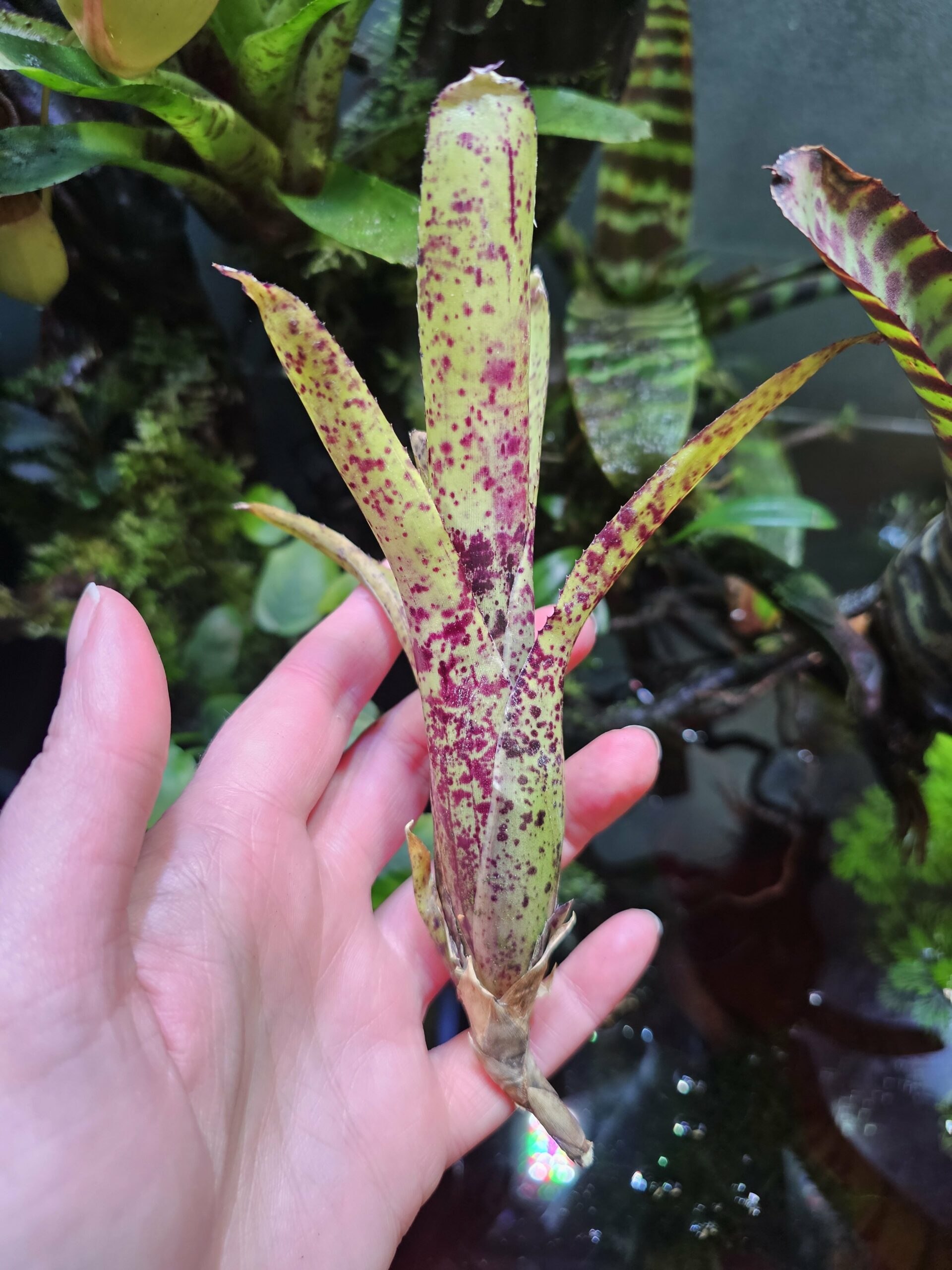 Neoregelia Birdy small – Image 3