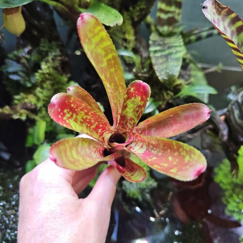 Neoregelia Bitzer