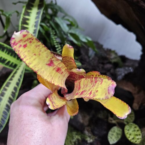 Neoregelia Yellow fab