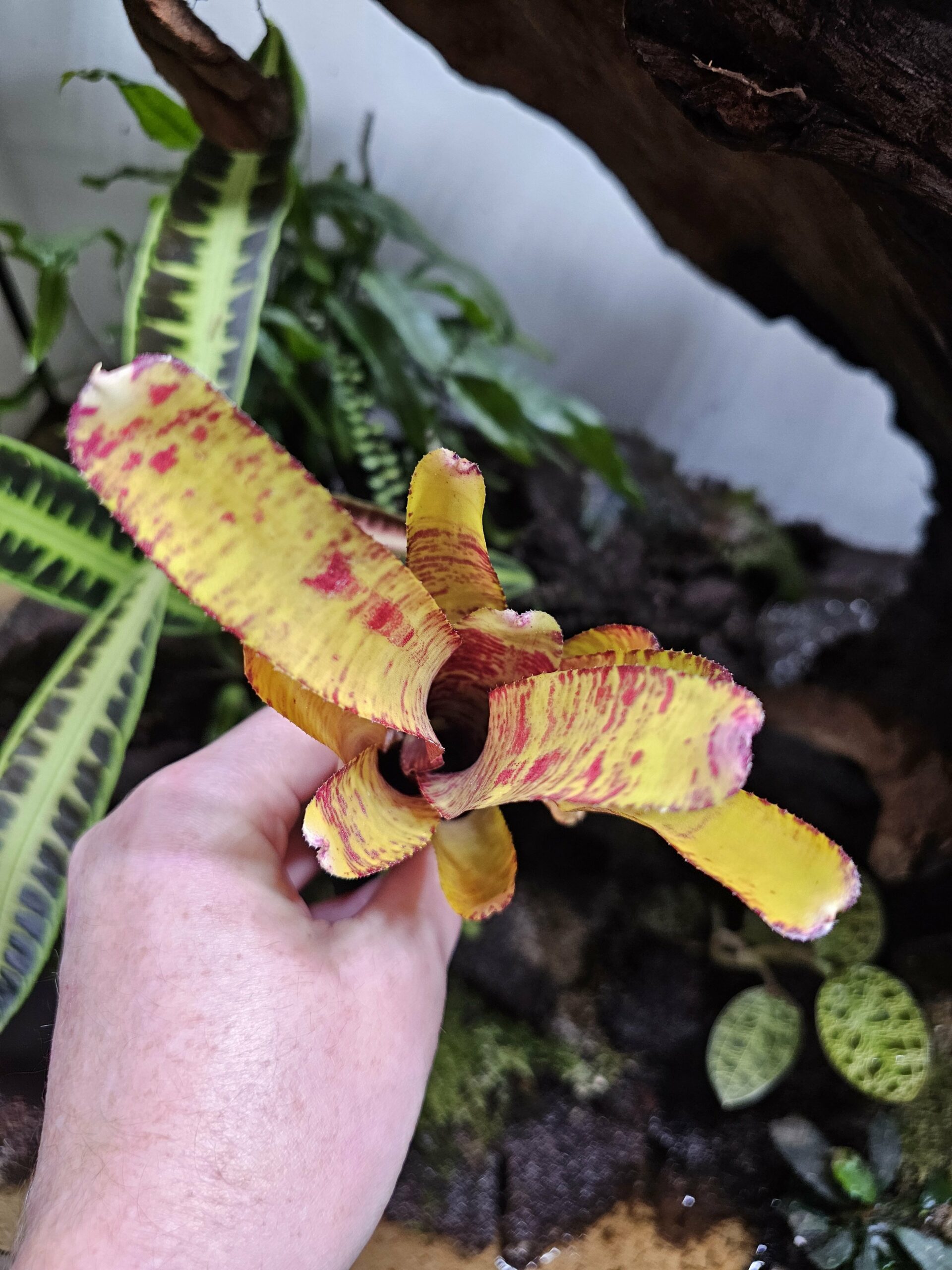 Neoregelia Yellow fab