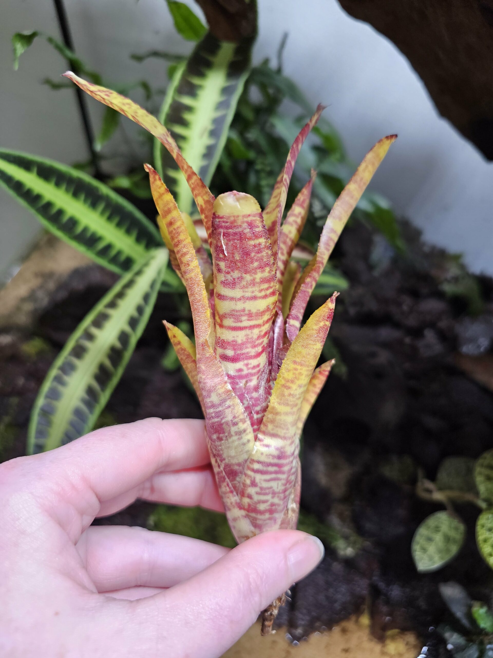 Neoregelia Yellow fab – Image 2