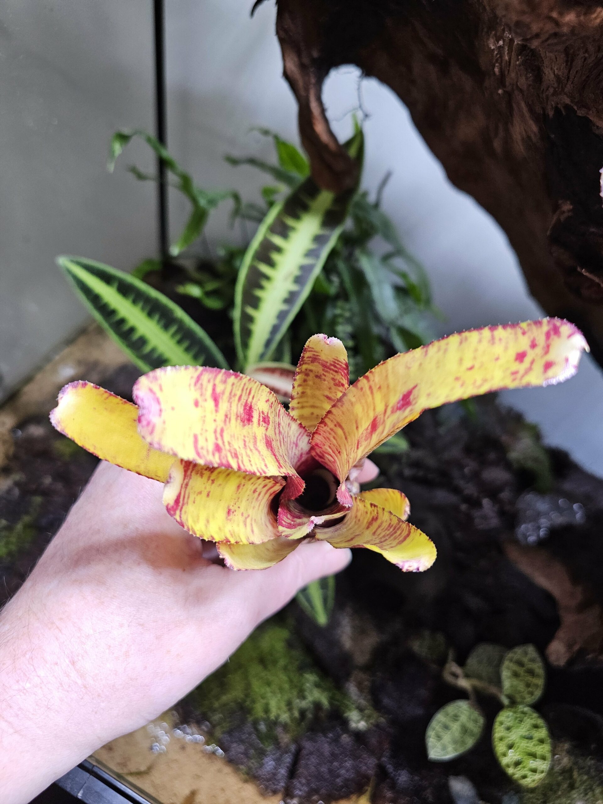 Neoregelia Yellow fab – Image 3