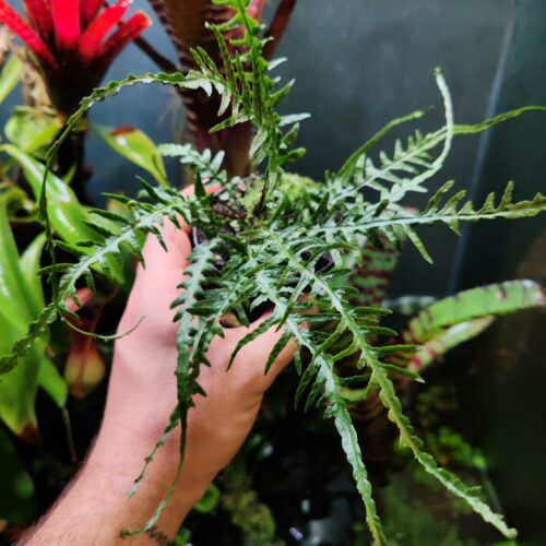 Asplenium x Ebenoides "Dragon Tail"