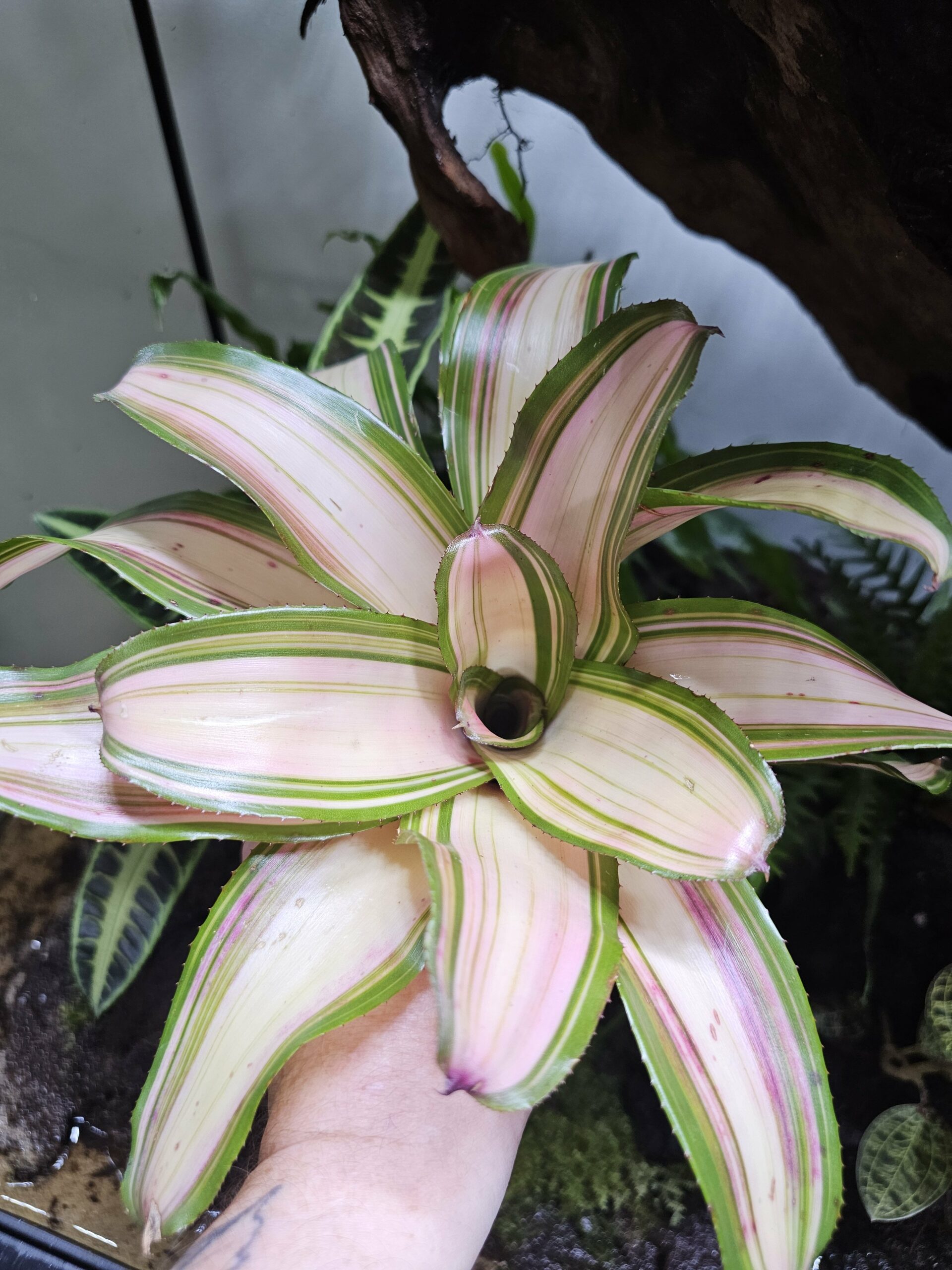 Neoregelia Samsara – Image 3