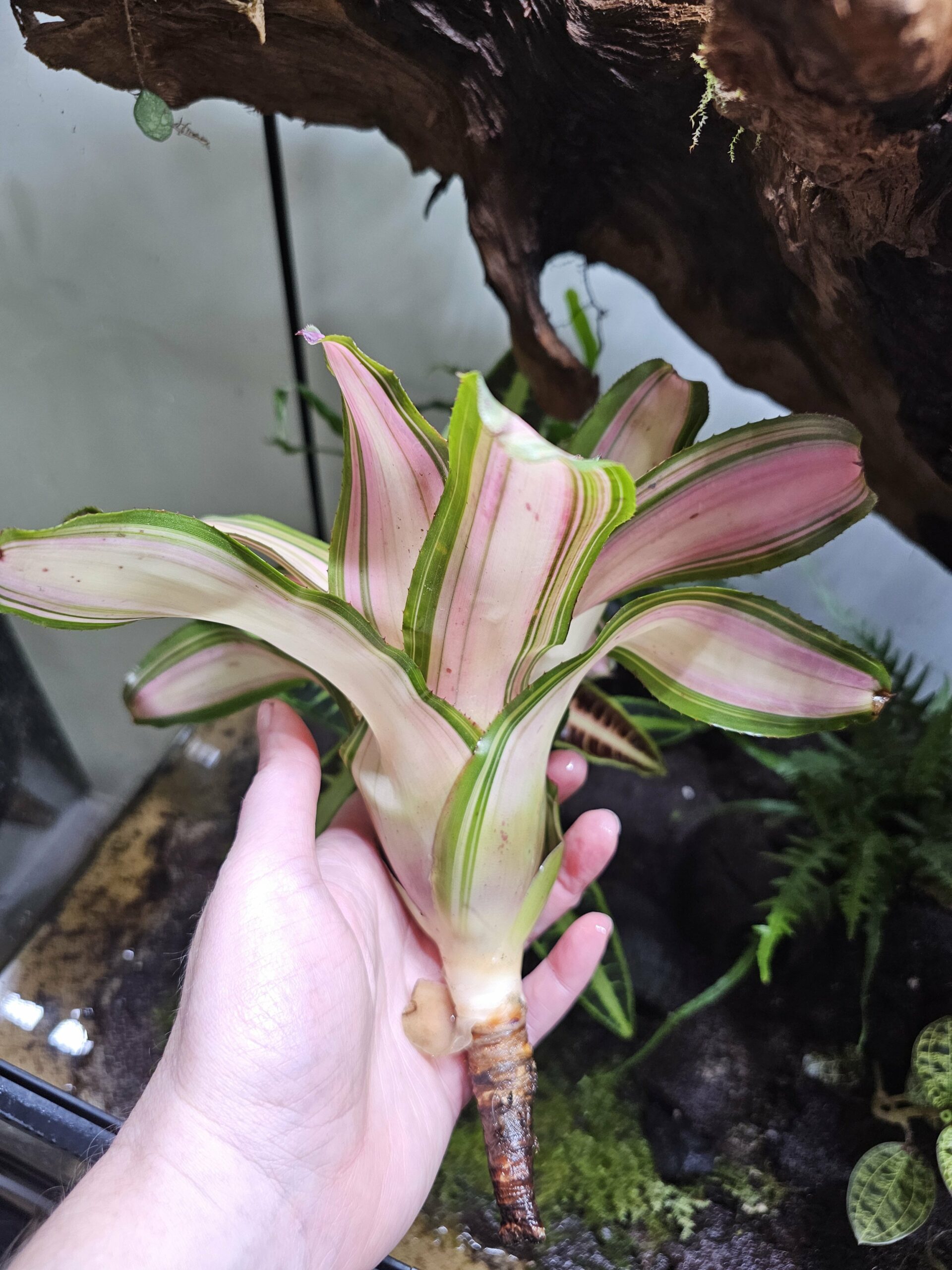 Neoregelia Samsara – Image 2