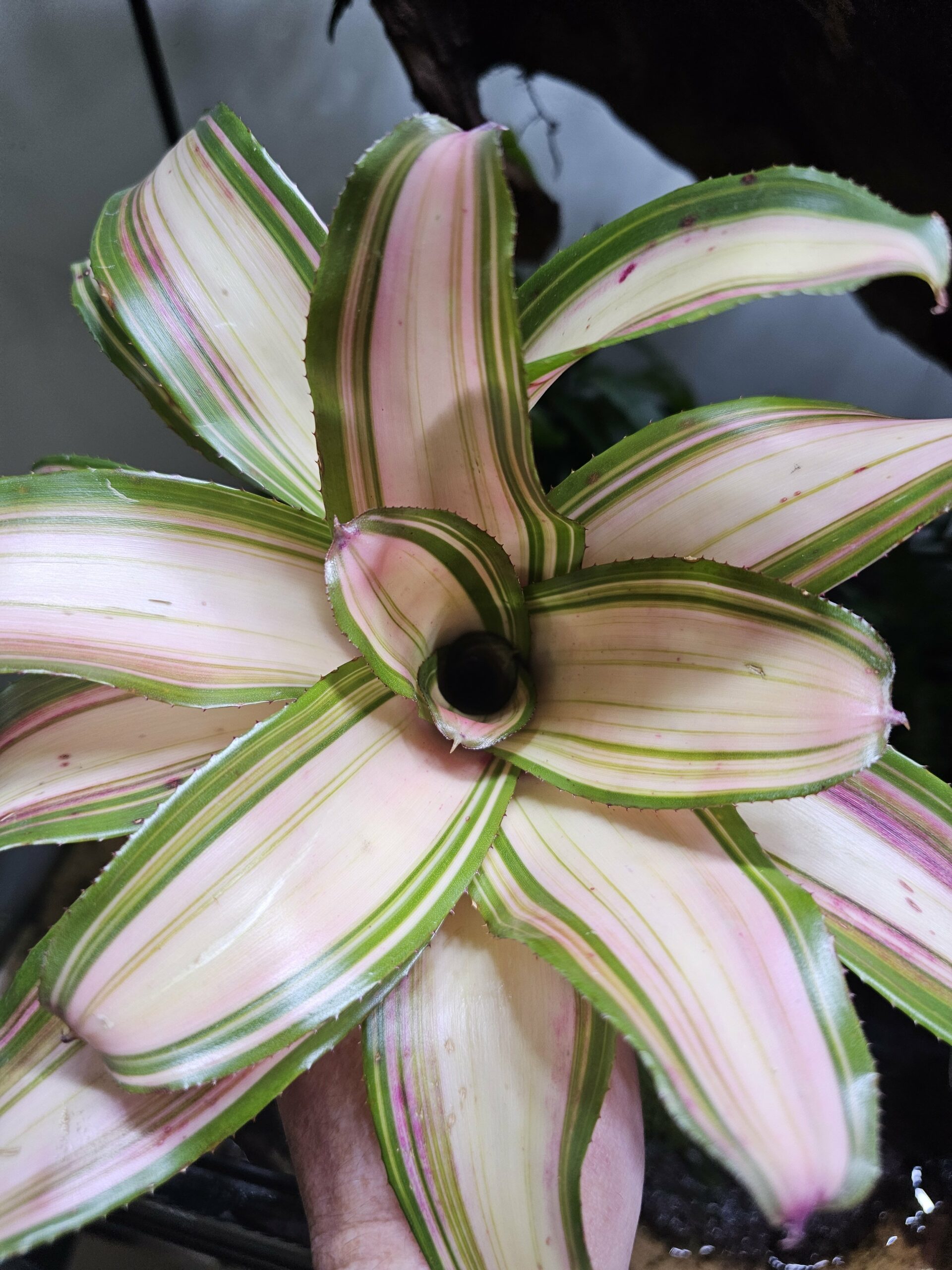 Neoregelia Samsara