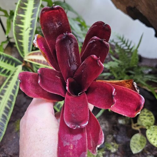 Neoregelia Super red fireball