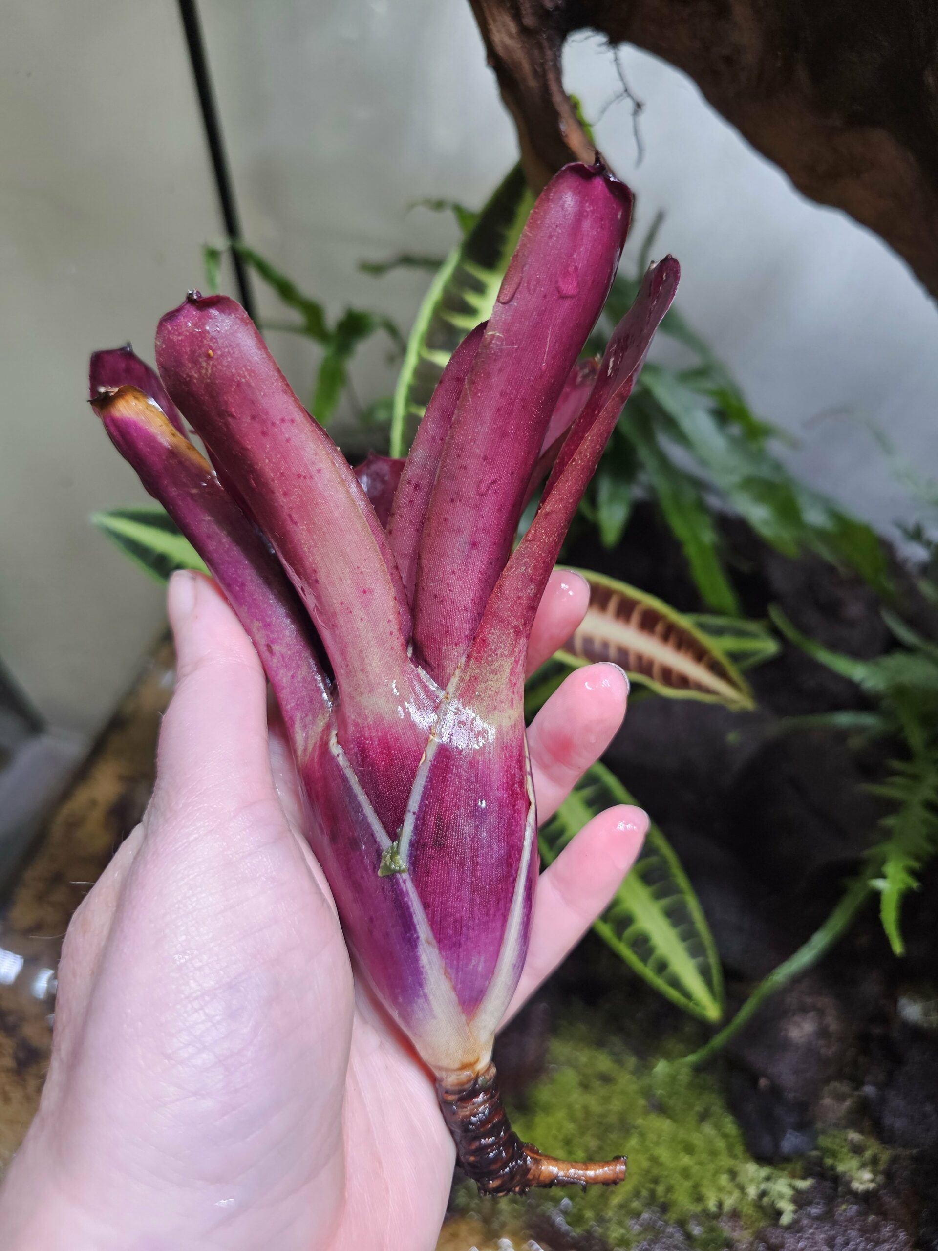 Neoregelia Super red fireball – Image 2