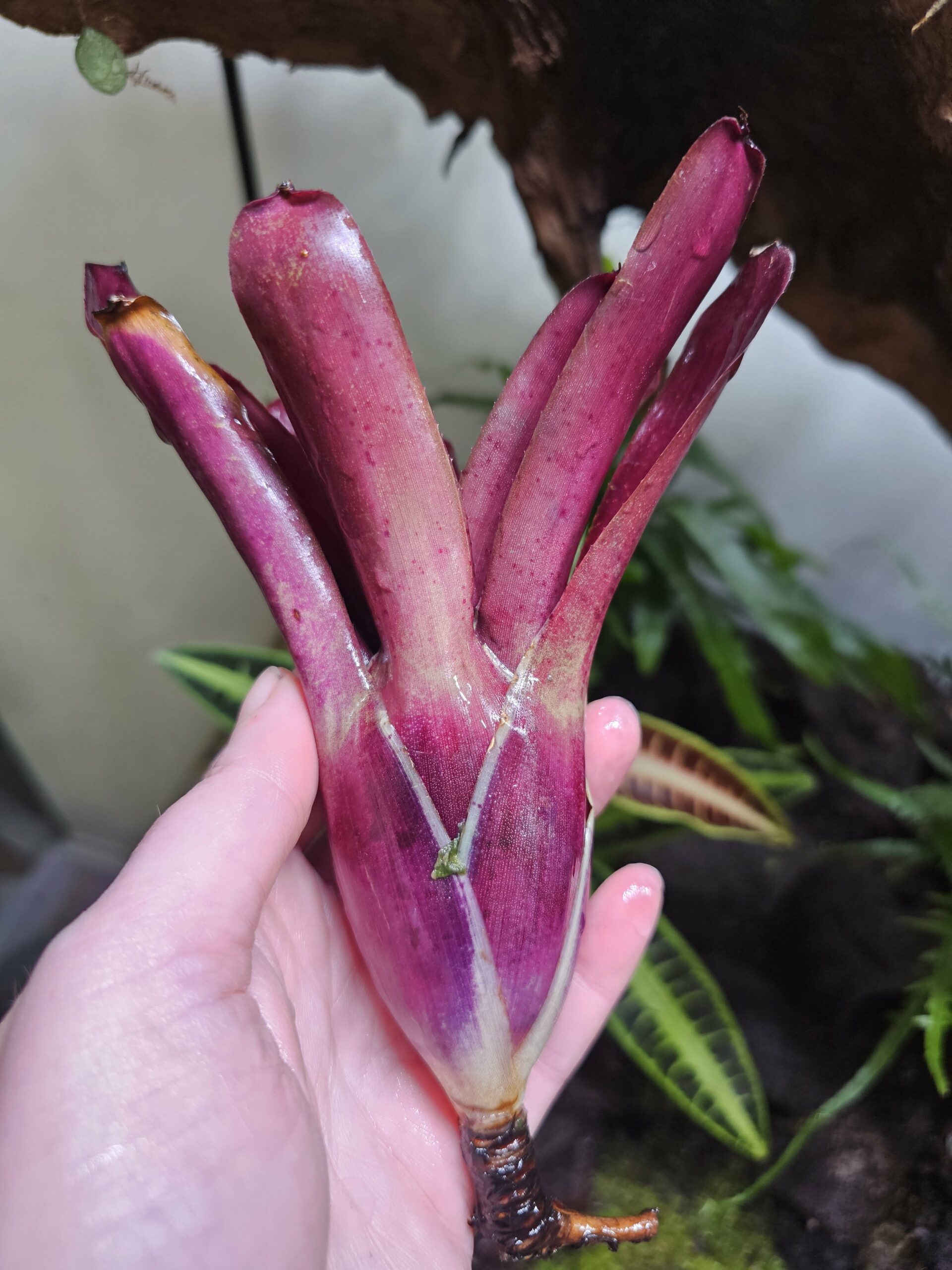 Neoregelia Super red fireball – Image 3