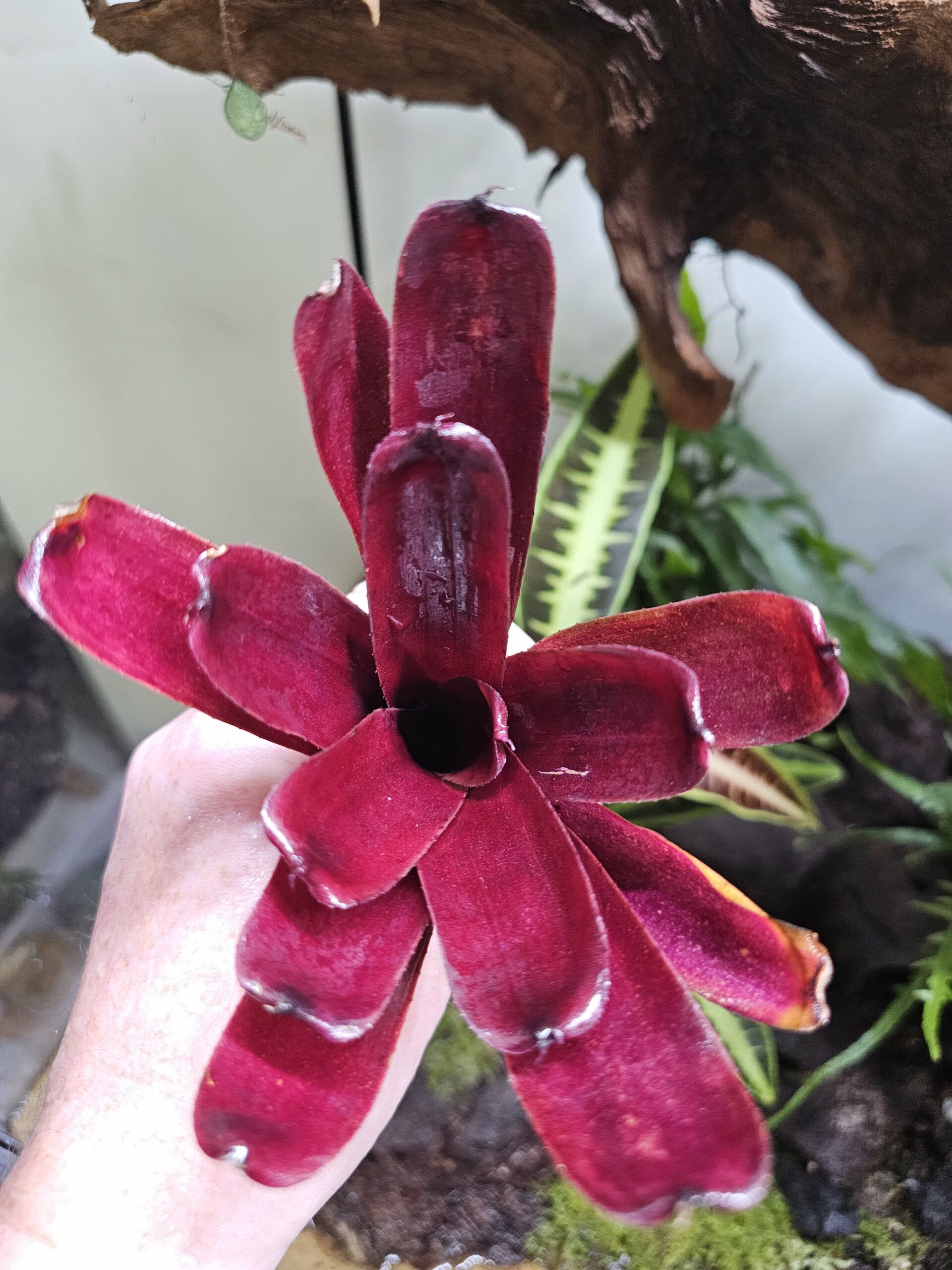 Neoregelia Super red fireball – Image 4