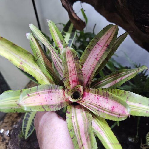 Neoregelia Adventura