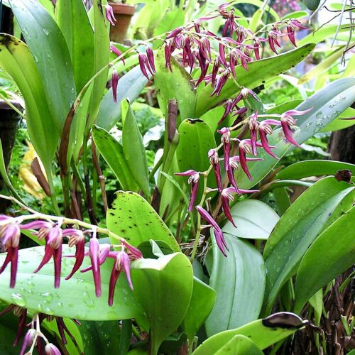 Orchidée miniature - Pleurothallis tuerckheimii