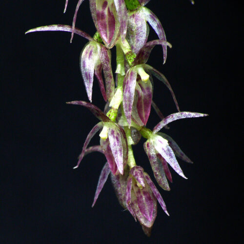 Orchidée miniature - Pleurothallis loranthophylla