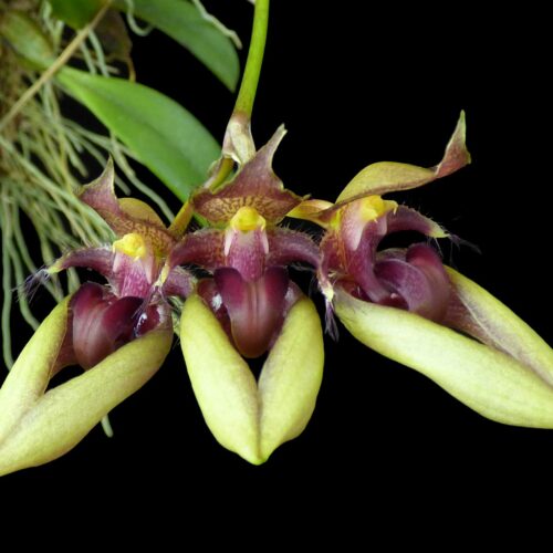 Orchidée miniature - Bulbophyllum pingtungense