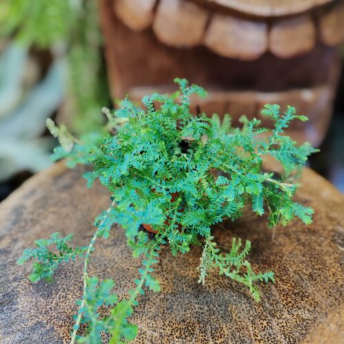 Selaginella uncinata
