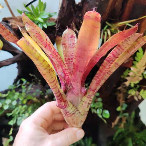 Neoregelia Dos Santos