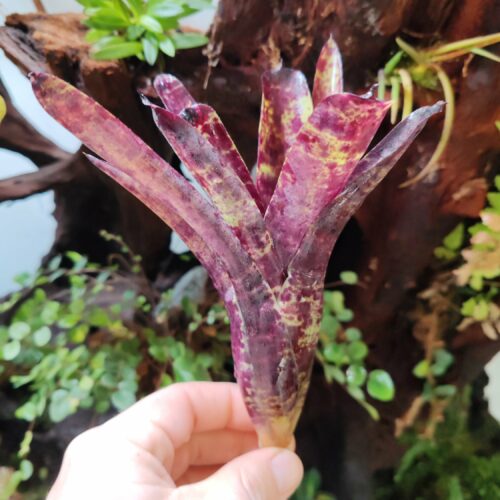 Neoregelia Blueberry Histerio