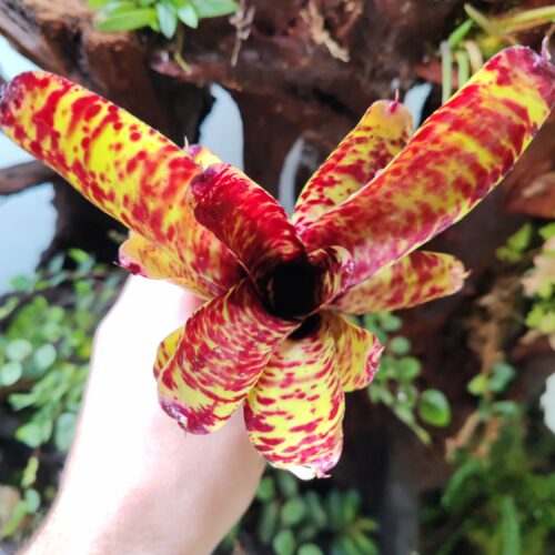 Neoregelia Shampoo