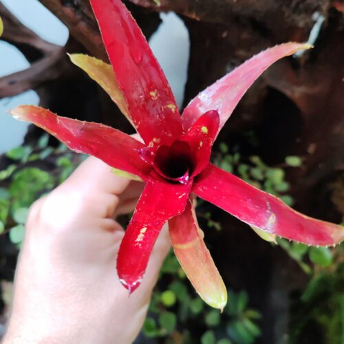 Neoregelia Smalledo