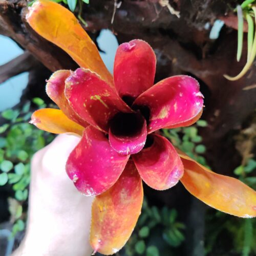 Neoregelia Freedi
