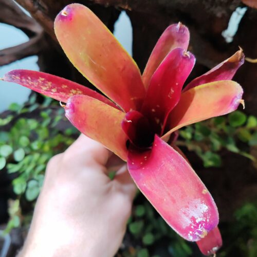 Neoregelia Eleven