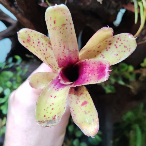 Neoregelia Pample