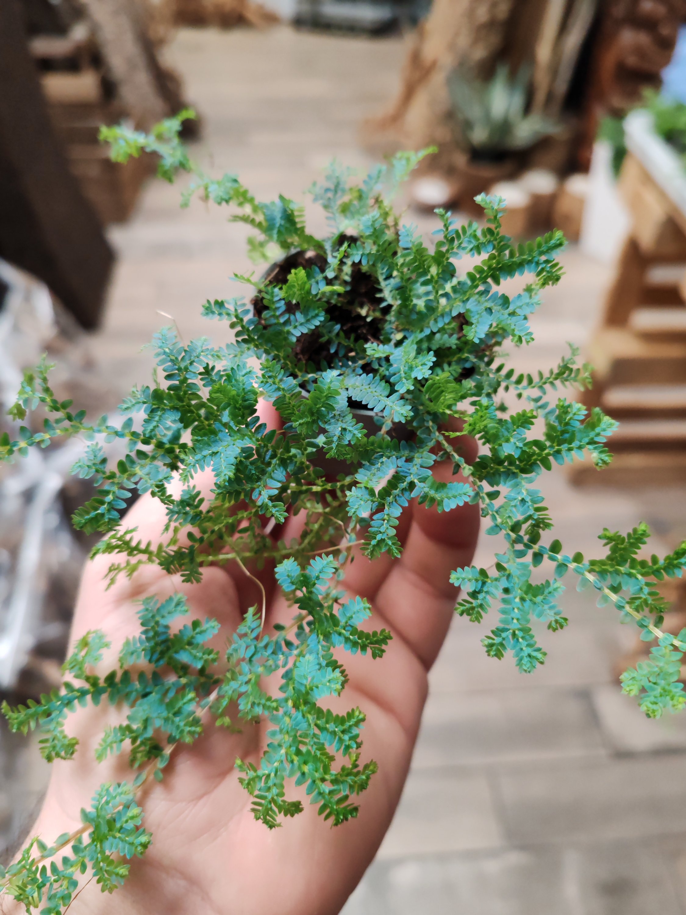 Selaginella uncinata
