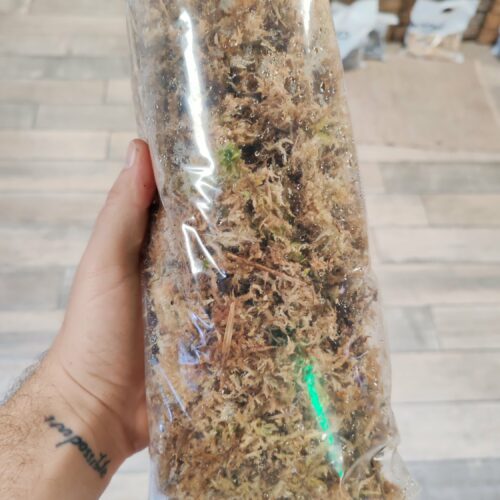 Gros sachet de Sphaigne vivante en vrac - 3L