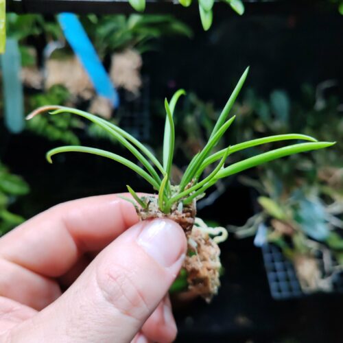 Orchidée miniature - Leptotes unicolor