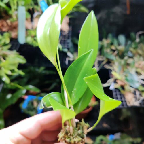 Orchidée miniature - Pleurothallis divaricans