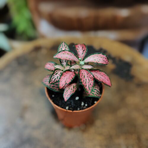 Fittonia MOSAIC PINK FOREST FLAME XS